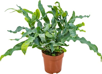 Bloomique - Phlebodium Blue Star - Blauwvaren - Kamerplanten - Luchtzuiverend - Diervriendelijk - Hoogte 20-30 cm - Pot 12 cm
