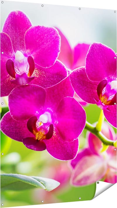 Gards Tuinposter Roze Orchidee Bloemen - 120x180 cm - Tuindoek - Tuindecoratie - Wanddecoratie buiten - Tuinschilderij