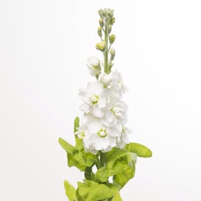 10x Matt.aida white 60cm