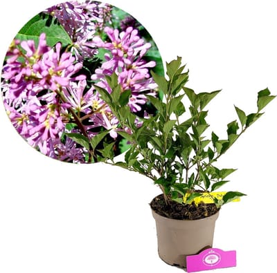Syringa patula 'Miss Kim', Dwergsering, 2 liter pot