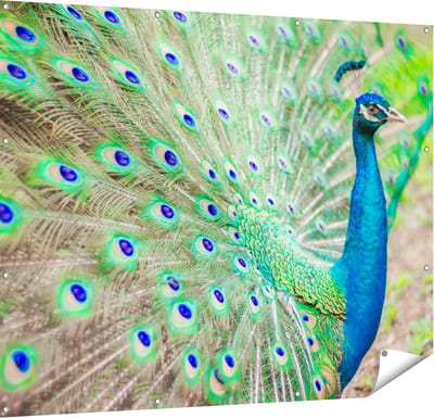 Gards Tuinposter Pauw met Kleurrijke Veren - 150x120 cm - Tuindoek - Tuindecoratie - Wanddecoratie buiten - Tuinschilderij
