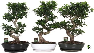 Ficus Microcarpa S-type in Witte keramiek ovaal schaal met schotel 85 cm – Kamerplant – Vers Van De Kweker – Potmaat Ø45 cm