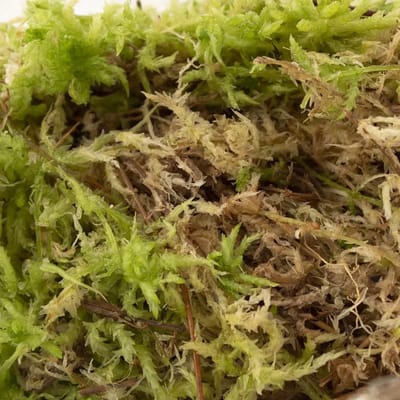 JUNAVERA Levend Sphagnummos | Zak 2 liter | Natuurlijk vochtregulerend mos