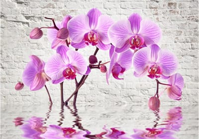Fotobehangkoning - Behang - Vliesbehang - Fotobehang Orchideeën voor Stenen Muur - Orchidee - Bloemen - Purple Delight - 400 x 280 cm