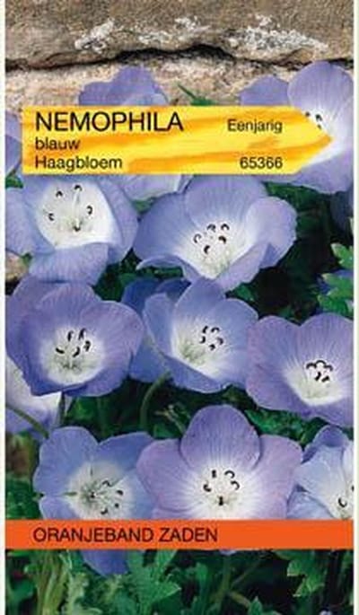 Nemophila, Haagbloem, blauw