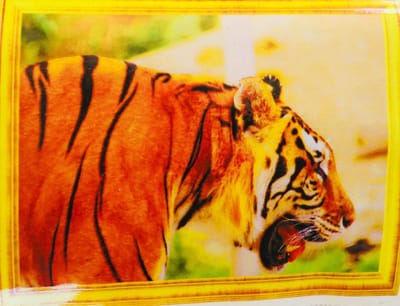 Diamond Painting Set 40x50cm - Tijger een set voor een spotprijsje - Full size ronde steentjes - Gratis verzonden - H857