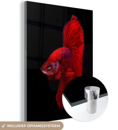 MuchoWow® Glasschilderij 120x160 cm - Schilderij acrylglas - Vis - Dieren - Rood - Foto op glas - Schilderijen