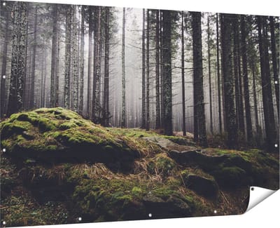 Gards Tuinposter Bos met Mos op Rotsen - 180x120 cm - Tuindoek - Tuindecoratie - Wanddecoratie buiten - Tuinschilderij
