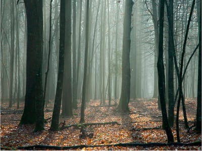 Fotobehang - Witches' forest.