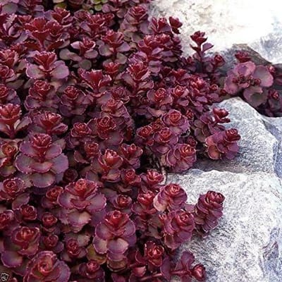 Sedum Zaden - Bodembedekker Plant - Tuin Aankleden - Makkelijk Kweekbaar - 200 Stuks - Groen
