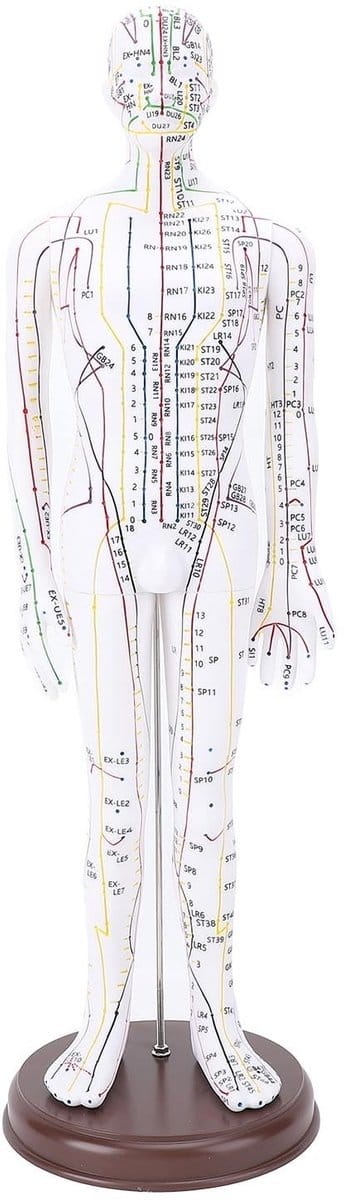 Dailygoods- Acupunctuurmodel Mannelijk/Vrouwelijk - Drukpunt/Meridianenmodel - Acupoint Lichaamsmodel - Acupunctuurpraktijkmodel - High Definition Gravure - Nauwkeurige Positionering
