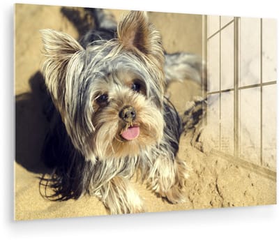 ® Glasschilderij 180x120 cm - Schilderij acrylglas - Yorkshire Terrier op het strand - Foto op glas - Muurdecoratie woonkamer - Wanddecoratie slaapkamer - Schilderijen