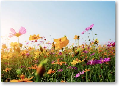 Bloemen in veld met zonsondergang - 70x50 Canvas Liggend - Natuur - Bloemen