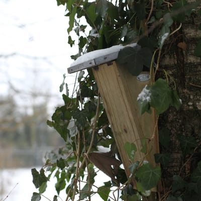 Nestkast Boomkruiper - Vogelhuisje - Nestkastje - Vogel Huis - Nestkast Boomkruiper - Vogelhuisjes - Nestkasten / vogelhuisjes - Nesten