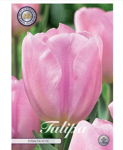 Dutch Finest Quality bloembollen Tulpen 10 stuks Tulp Triumph Synade Amor x10 12+s