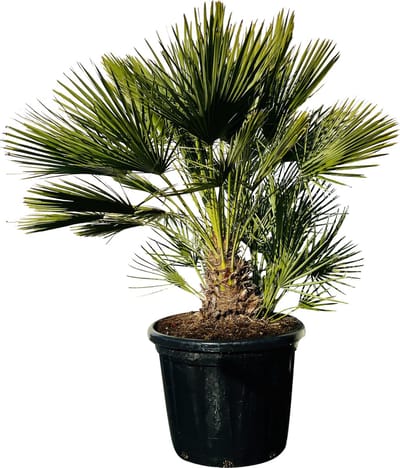 Palmboom - Chamaerops Humilis - Europese Dwergpalm - Winterhard - Pot ⌀ 40cm - Hoogte  ca. 150cm