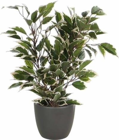 Mica Decorations Ficus kunstplant - groen/wit - 40 cm - met plantenpot - grijs - keramiek - D13.5 en H12.5 cm