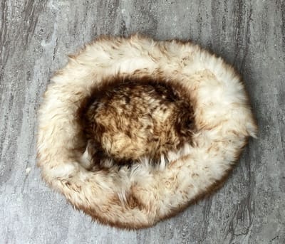 Hondenmand Kattenmand - Schapenvacht 100% Echt & Natuurlijk - Crème Bruin 50-60 cm - Hondenkussen Donutmand - Voor Kitten en Puppy - Voor Hond met artrose