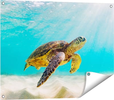 Gards Tuinposter Schildpad Zwemt in de Helder Blauwe Zee - 80x60 cm - Tuindoek - Tuindecoratie - Wanddecoratie buiten - Tuinschilderij