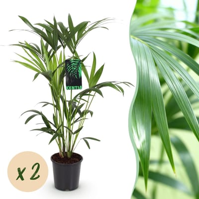 Green boutiQ - Kamerplant - Howea Forsteriana - Kentia Palm - Weinig Onderhoud - Groen - 2 planten - Pot 19cm - Hoogte 80-85cm