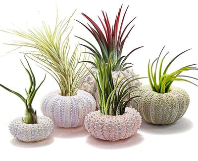 Dailygoods- Bloempot voor vetplanten - Hangpotten van zee-egels - 5 stuks - Decoratieve luchtplantenpotten - Veilig voor planten - Unieke sfeer - Hangpot