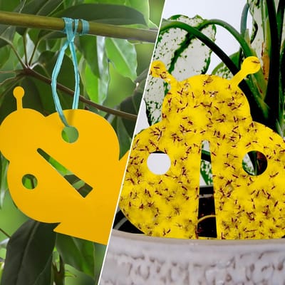 10 gele Vangkaartjes - Rouwvliegjes bestrijden - Varenrouwmug bestrijden - vangplaatjes tegen rouwvliegjes - Plakstrips - Vangplaten