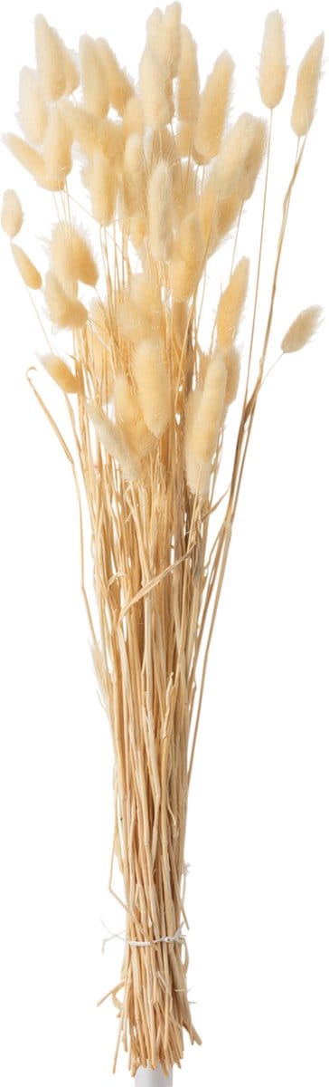 J-Line droogbloemen - Bundel Pluim Hazenstaart Gedroogd - riet - beige - small