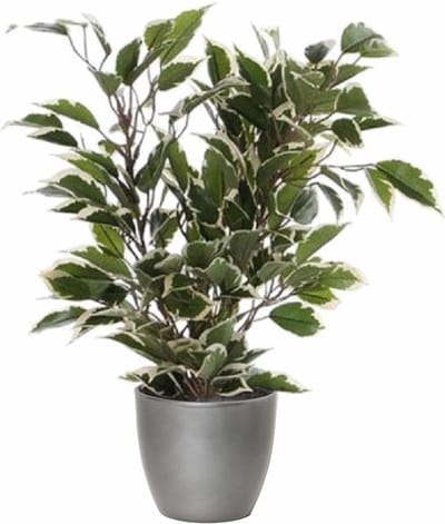 Mica Decorations Ficus kunstplant - groen/wit - 40 cm - met plantenpot - zilver - keramiek - D13.5 en H12.5 cm