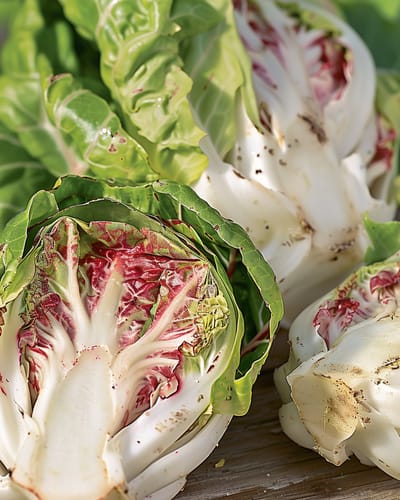 2 sets - Cichorei Zaden Variegata Di Lusia Cichorium Intybus Bladgroente