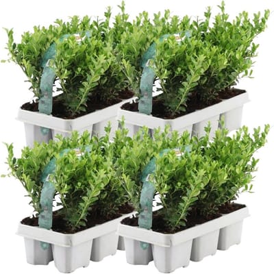 Plants by Frank - 24 hulstplanten winterhard | 24 x Ø7 cm - 15 cm | Ilex crenata Jenny | haagplanten | buxus vervanger | Tuinplanten | Planten