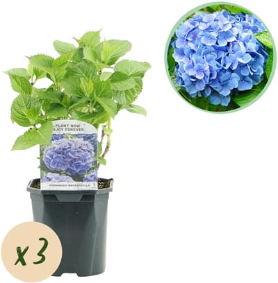 Plantenboetiek.nl | Hortensia - Hydrangea macrophylla Blauw - Bloem Blauw - 3 Planten - 1m2 - Bladverliezend - Weinig Onderhoud - Ø18cm - 30cm hoog - Tuinplant