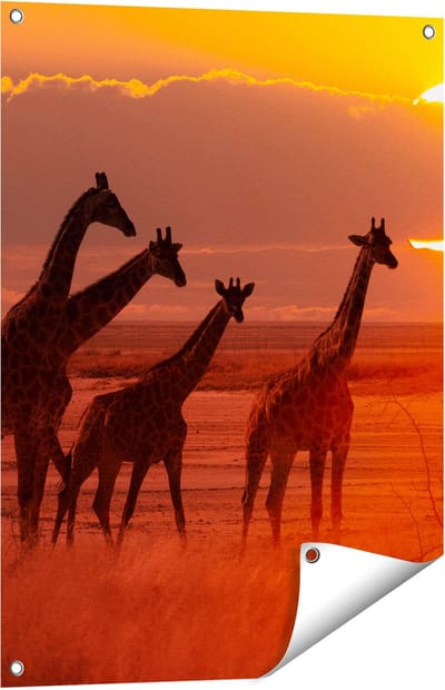 Gards Tuinposter Giraffe Kudde bij Zonsondergang - 60x80 cm - Tuindoek - Tuindecoratie - Wanddecoratie buiten - Tuinschilderij