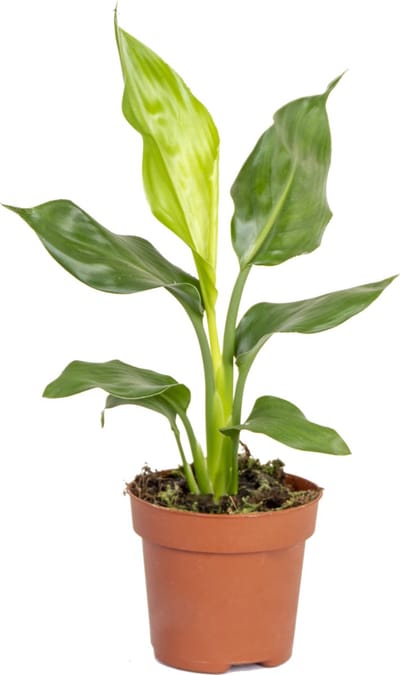 Bloomique - Strelitzia Reginae - Paradijsvogelplant - Paradijsvogelbloem - Kamerplanten - Luchtzuiverend - Gemakkelijk te Verzorgen - Hoogte 30-40 cm - Pot 12 cm