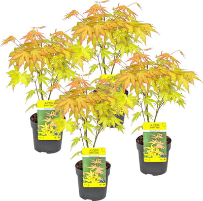 Bloomique - Set van 4 - Acer Palmatum Orange Dream - Oranje Blad - Japanse Esdoorn - Winterhard - Tuinplanten - Hoogte 25-40 cm - Pot 10,5 cm