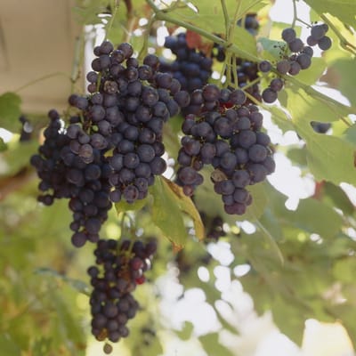 12 x Druivenstruik Blauwe Druif - Winterharde Fruitplant Klimplant - Vitis 'Boskoop Glory' in C2(liter) pot met hoogte 50-60cm
