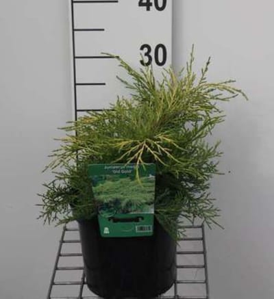 Juniperus pfitzeriana 'Old Gold' - Pfitzer Jeneverbes 25 - 30 cm in pot