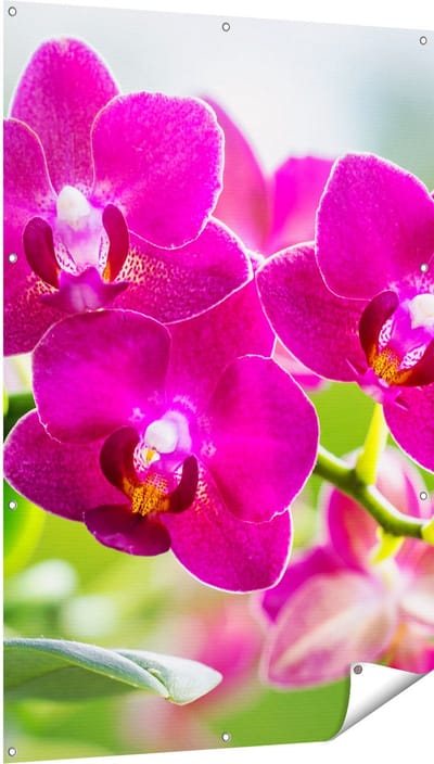 Gards Tuinposter Roze Orchidee Bloemen - 100x150 cm - Tuindoek - Tuindecoratie - Wanddecoratie buiten - Tuinschilderij