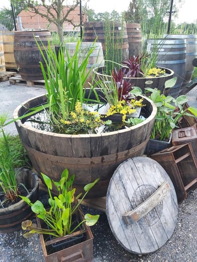 Houten Portvat Kuip 1/2 500l. (authentiek) / Olijfboom /Fruitboom / Vijver / Eikenhouten Plantenkuip / Groot XXL