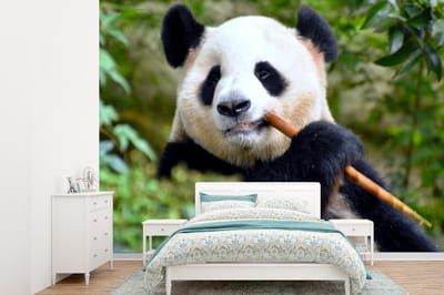 Behang - Fotobehang Panda - Bamboe - Bladeren - Breedte 385 cm x hoogte 280 cm