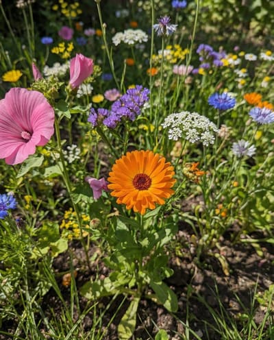 Wildbloemen Mengsel Zaden Biologisch Eenjarig 20 Soorten Mix