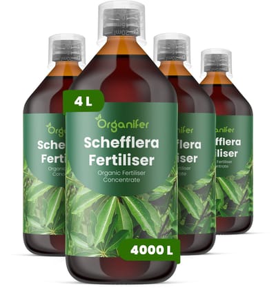 Vloeibare Meststof Voor Schefflera 4X1 L Voor 4000 L - Npk 3-4-3 - Ondersteunt Evenwichtige Groei Bij Schefflera - Bevordert Sterke - Goed Gestructureerde Stelen En Bladgroei - Helpt Een Compacte, Aantrekkelijke Plantvorm Behouden - Organifer