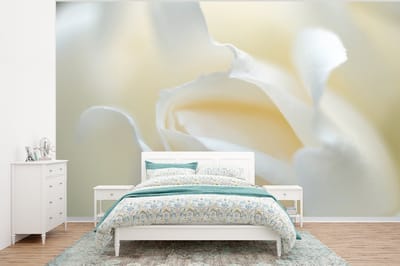 Behang - Fotobehang Rozen - Bloemen - Wit - Breedte 320 cm x hoogte 240 cm