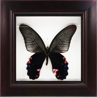 Decoratief opgezette vlinder in donkerbruine 3D lijst.