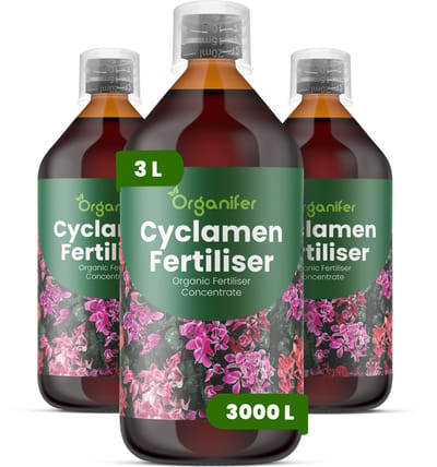 Vloeibare Meststof Voor Cyclaam 3X1 L Voor 3000 L - Npk 2-1-8 - Sterke Groei - Rijke Bloei - Knolontwikkeling - Plantgezondheid - Weerbaarheid - Decoratief Blad - Kleurhelderheid - Knopvorming - Organifer