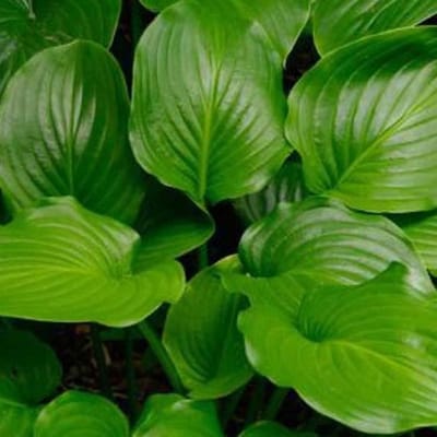 6x Hartlelie - Hosta plantaginea 'Grandiflora' - Pot 9x9cm