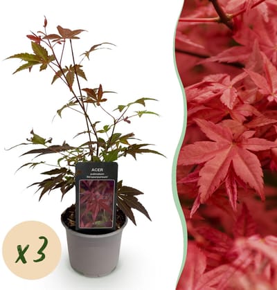 Green boutiQ - Tuinplant - Acer palmatum Atropurpureum - Paars - 3 Planten - Blad verliezend - Weinig Onderhoud - Pot 12cm Hoogte 35cm