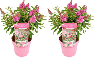 Bloomique - Set van 2 - Buddleja Butterfly Little Pink - Vlinderstruik - Tuinplanten - Winterhard - Hoogte 30-40 cm - Pot 19 cm
