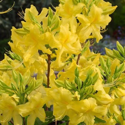 Plants Online BV - Planten - Tuinplanten - Heesters - Set van 1 - Rhododendron (AK) 'Anneke'
