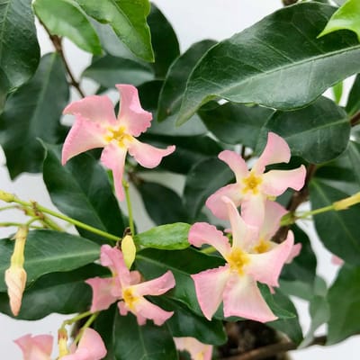 Bloomique - Trachelospermum Jasminoides - Sterjasmin - Roze - Klimplanten - Tuinplanten - Winterhard - Groenblijvend - Hoogte 50-70 cm - Pot 15 cm