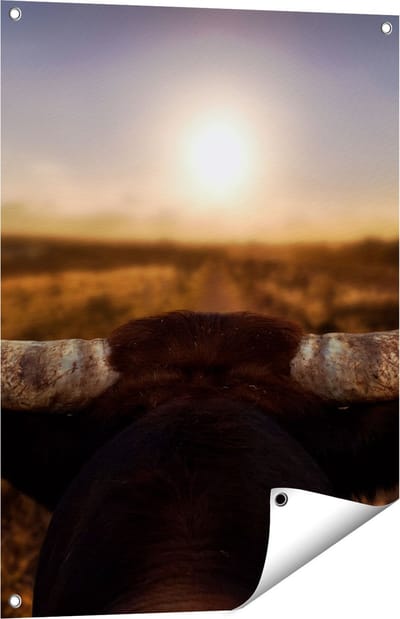 Gards Tuinposter Stierenhoorns bij Zonsondergang - 60x80 cm - Tuindoek - Tuindecoratie - Wanddecoratie buiten - Tuinschilderij